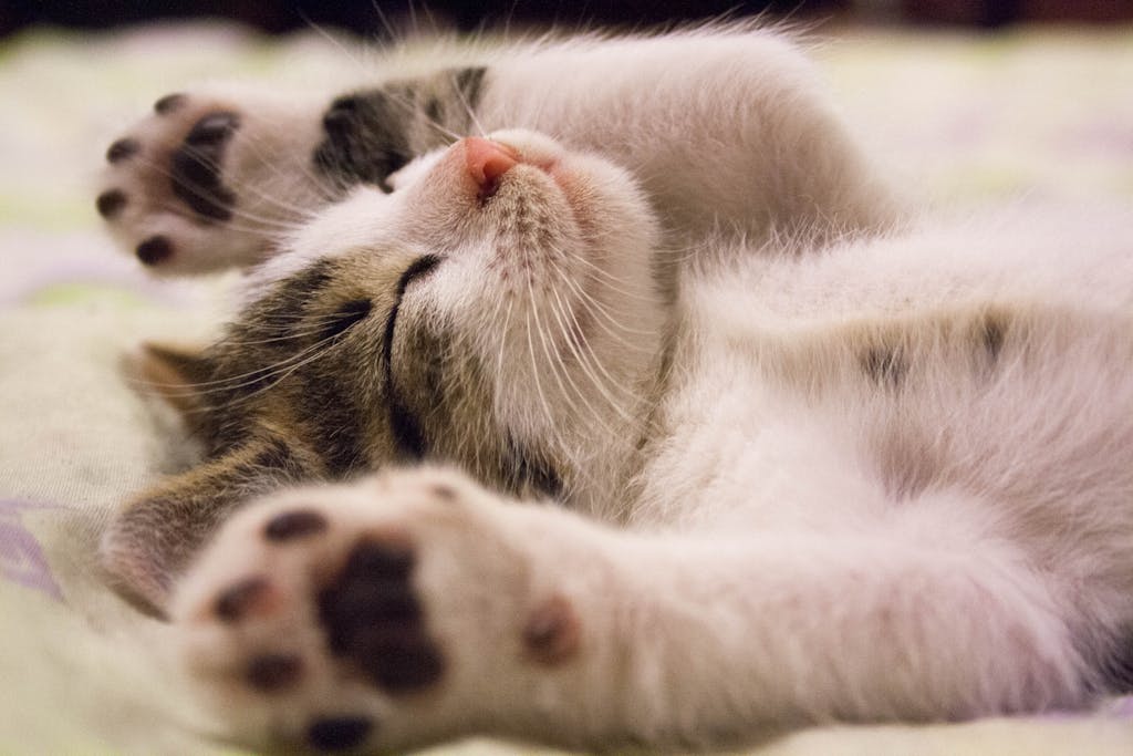 Peacefull Sleep