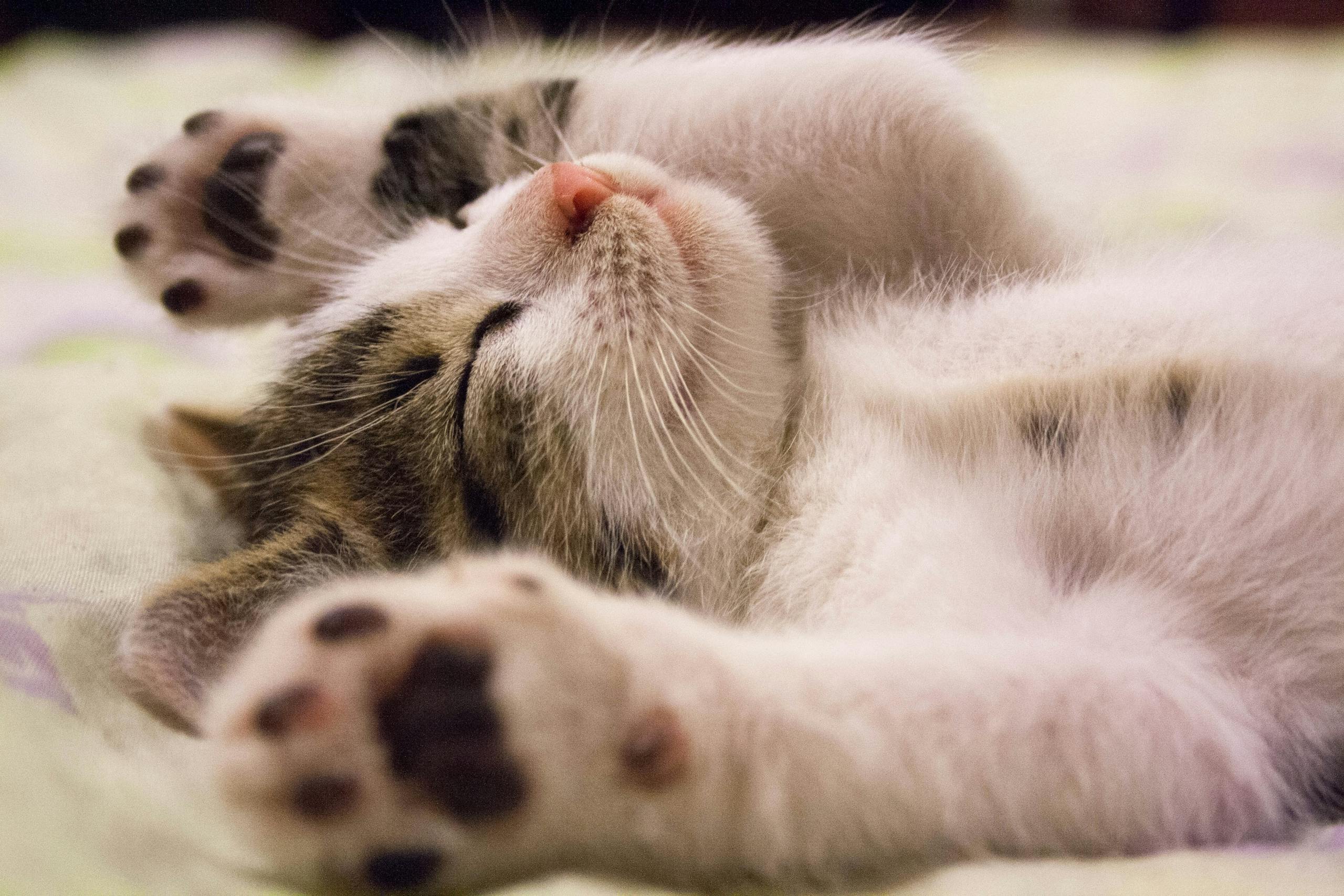 Peacefull Sleep